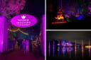 Lights, fairies, action: Windsor Great Park Illuminated launches new light trail
