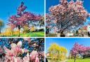 Some stunning spring snaps by Slough resident, Subha Sai