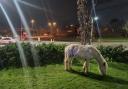 Escaped horse found grazing on grass in Slough