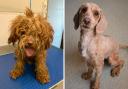 Stray dog given second chance after losing a kilo of matted fur