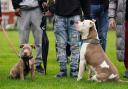 Dog charities disagree over XL Bully rehoming