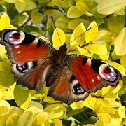 A lovely butterfly (Kasia Biniak)