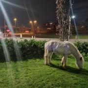 Escaped horse found grazing on grass in Slough