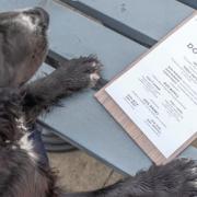 Local pub launches dog menu including Yappy Meal