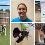 Behind the scenes at Battersea dogs and cats home
