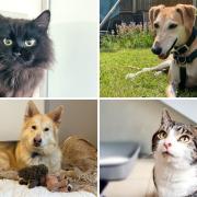Ten dogs and cats looking for homes at Battersea