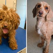 Stray dog given second chance after losing a kilo of matted fur