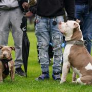 Dog charities disagree over XL Bully rehoming