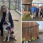 Volunteering at a rescue centre: What happens at Christmas?