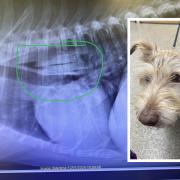 Dog rushed to vet after swallowing two chews WHOLE