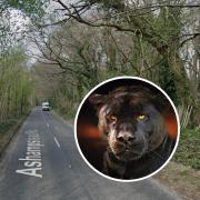 Beast of Berkshire returns as woman spots 'large black cat' on country road