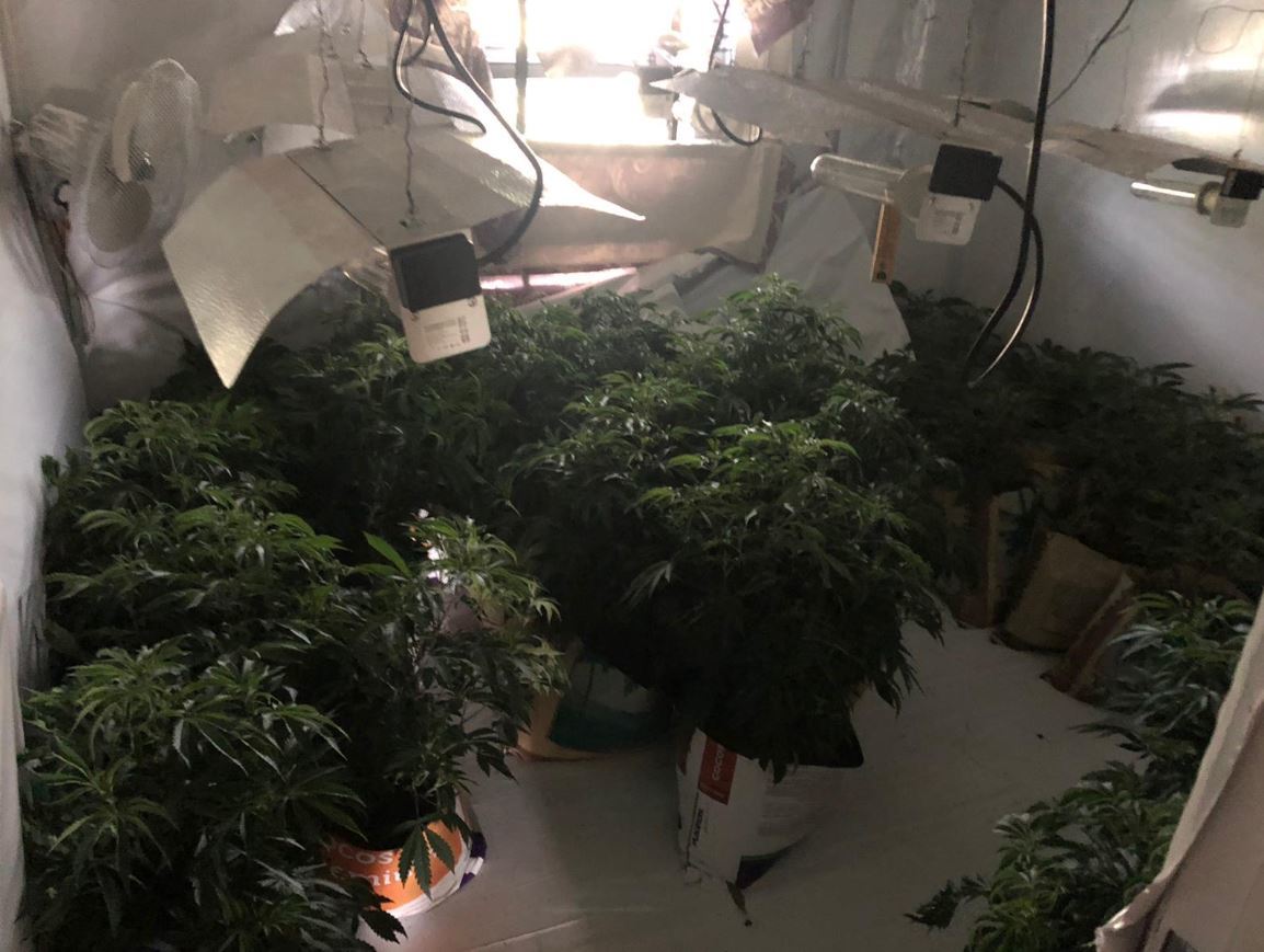File photo of a cannabis farm.
