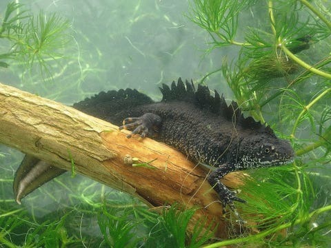 Great Crested Newts can be found at the Great Pond (PA)