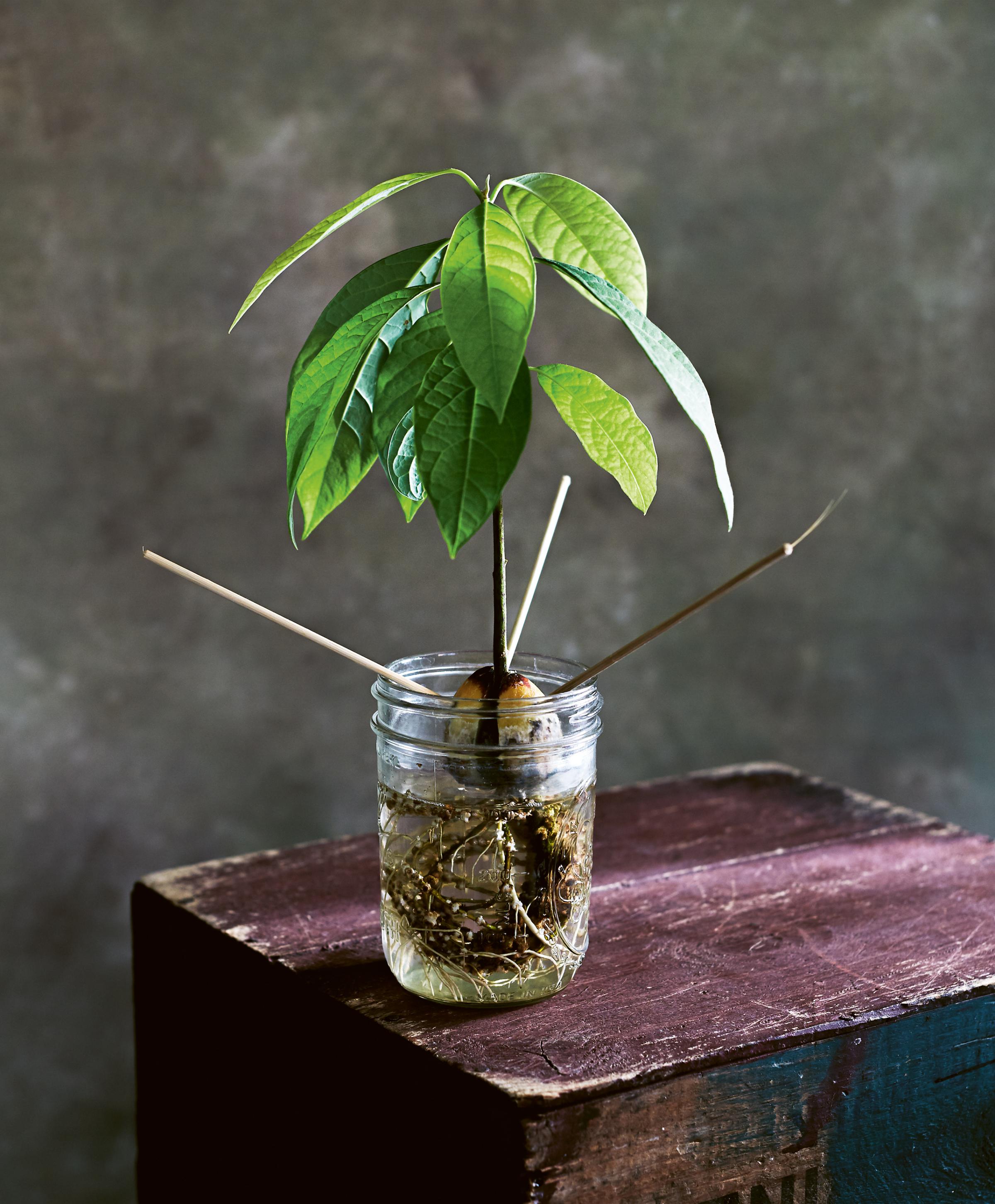 Undated Handout Photo of an avocado plant growing from a stone. See PA Feature GARDENING Advice Scraps. Picture credit should read: Kim Lightbody/PA. WARNING: This picture must only be used to accompany PA Feature GARDENING Advice Scraps.