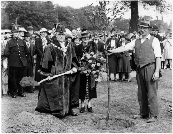 The tree being planted 