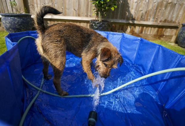 Slough Observer: 14-month-old Border Terrier called Winston plays with a garden hose to keep cool in the hot weather near Windsor, Berkshire (Photo by PA) 
