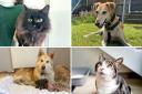 Ten dogs and cats looking for homes at Battersea