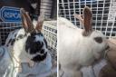 Pair of rabbits dumped in car park