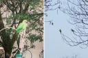 'They’ve been around for years' Residents react to bizarre bird sightings