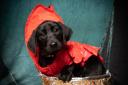 Finley the puppy won first place dressed as a boiled lobster in a cooking pot