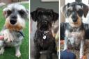 Schnauzers abandoned in field find forever home