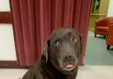 Percy the chocolate Labrador who was due to make stage debut with Colnbrook Amateur Stage Theatre’s (CAST)