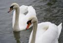 After the virus was confirmed by Defra on January 2, its team and a vet were sent to put down the swans the charity were caring for. Picture:  PA/Jacob King