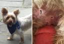Toby the Yorkshire Terrier before and after being attacked by an Alsatian in Black Park, Slough