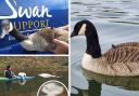 Pictures: Swan Support