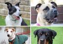 Pictures: Battersea Dogs Home