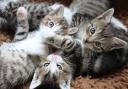 RSPCA raise concerns at rise of rescues from multi-cat households