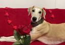 Loveable Lurcher searches for Valentine's