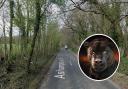 Beast of Berkshire returns as woman spots 'large black cat' on country road