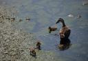 Ducks paddling down a polluted river