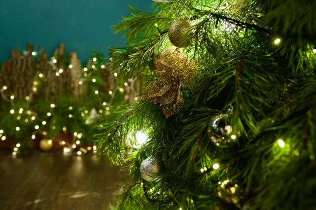 Slough Observer: Buy your Christmas tree online (Canva)