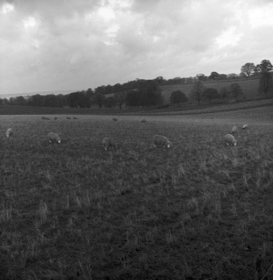 Slough Observer: Grazing sheep eating fodder on November 10, 1954