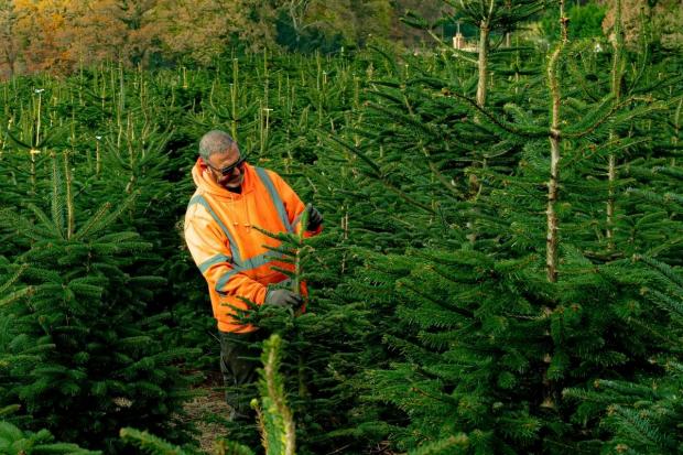 Forestry manager Paul Mather checks Christmas trees still growing in fields for size at the Yattendon estate in West Berkshire, managed by Needlefresh