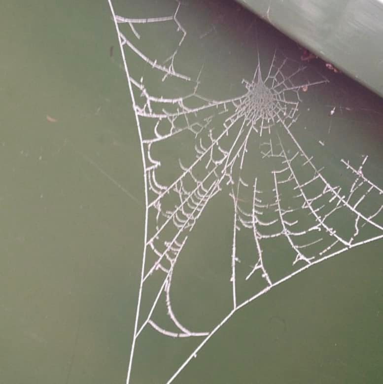 A lovely looking web (Julia Hallett)