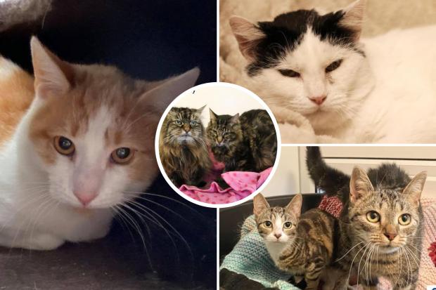 These four-legged friends are in need of a forever home, have a look at their profiles on the RSPCA Wirral & Chester website (RSPCA)