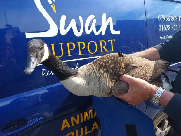 Slough Observer: Picture: Swan Support