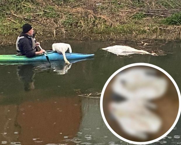 Slough Observer: Images showing the pair of swans being rescued by Swan Support. Pictures: Swan Support