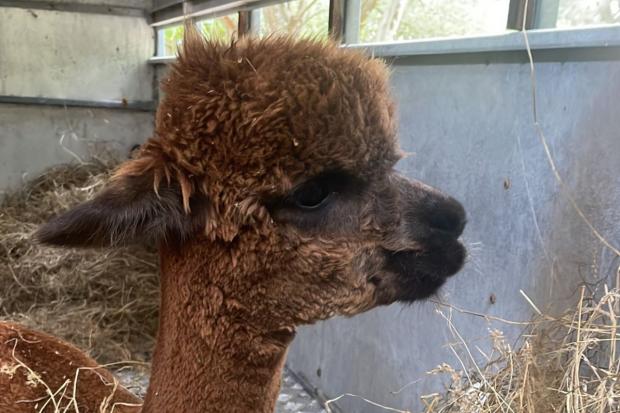 Slough Observer: Next days will tell if Albert the alpaca survives, the owner Mark Cleary said. 