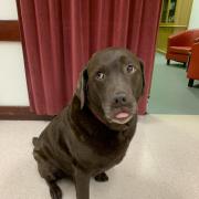 Percy the chocolate Labrador who was due to make stage debut with Colnbrook Amateur Stage Theatre’s (CAST)