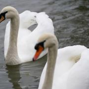 After the virus was confirmed by Defra on January 2, its team and a vet were sent to put down the swans the charity were caring for. Picture:  PA/Jacob King