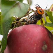 Killer Asian hornets UK: Warning to Brits over 'fresh wave'. (PA)