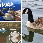 Pictures: Swan Support