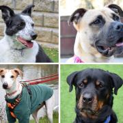Pictures: Battersea Dogs Home