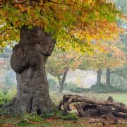 Burnham Beeches, situated west of Farnham Common, has won a Green Flag this year.