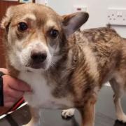 Dog sanctuary's urgent plea to raise vital funds for dog who was 'badly beaten'