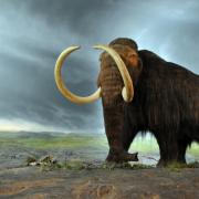 What the mammoth looked like